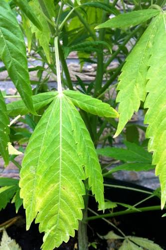 Cannabispflanzen wachsen kaum