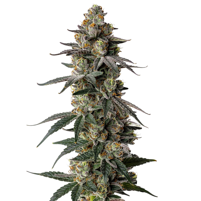 MAC1 Autoflower - autoflower cannabiszaden van Growers Choice
