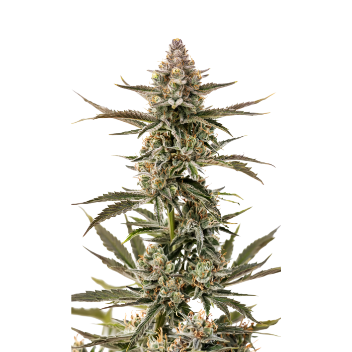 Forbidden Runtz Autoflower - autoflower cannabiszaden van Growers Choice