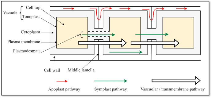 Rhizosphären-Dynamik: Interaktion zwischen Wurzeln, Mikroorganismen und Nährstoffverfügbarkeit