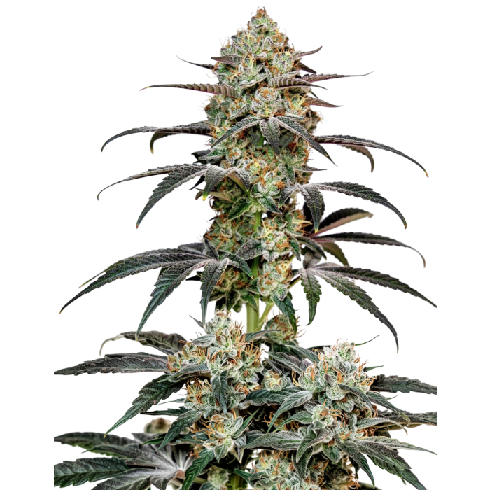 Banana Sherbet Autoflower - autoflower cannabiszaden van Growers Choice
