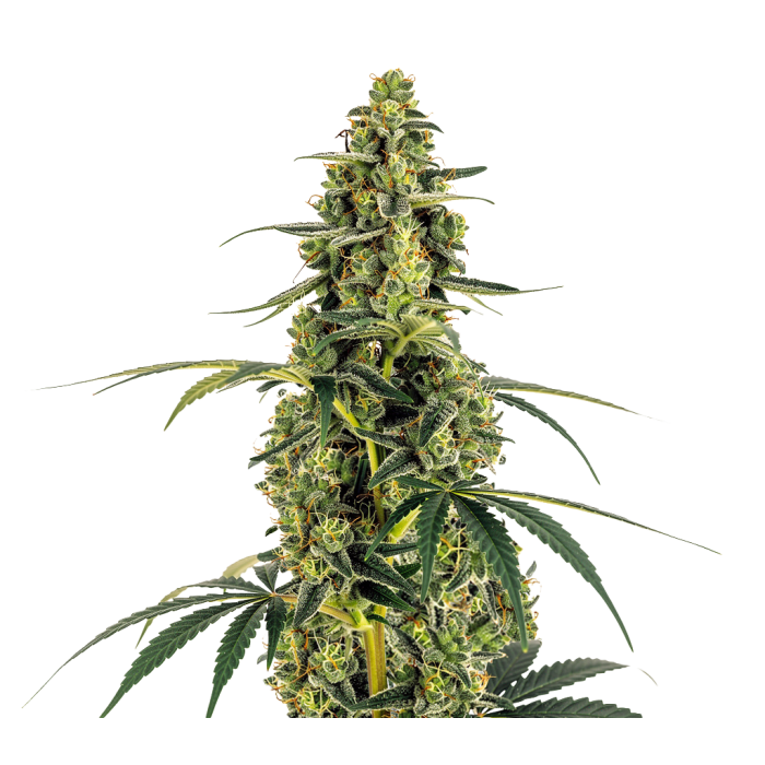 Monsterbud - gefeminiseerde cannabiszaden van Growers Choice