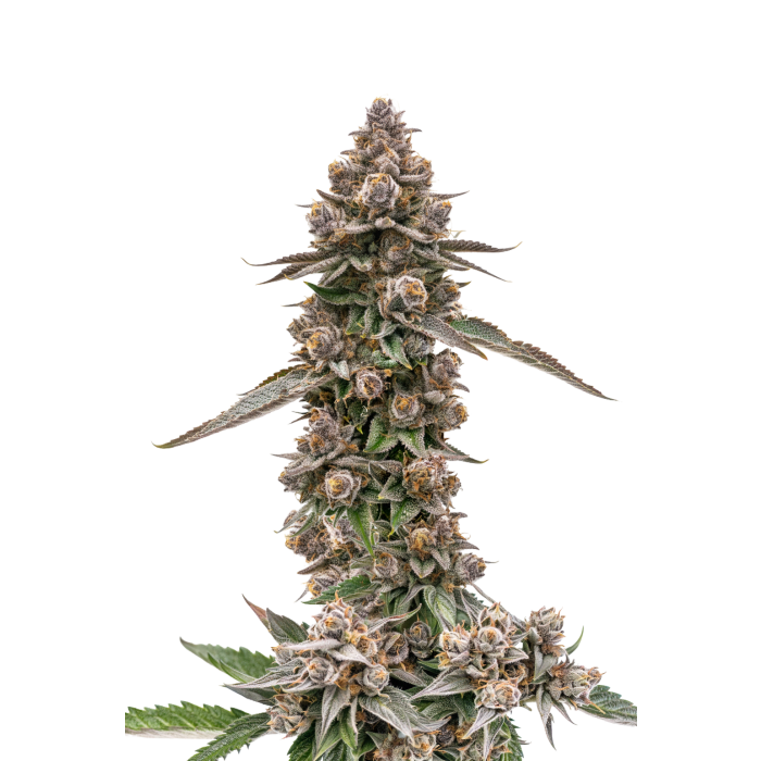 King Louis Garcia - gefeminiseerde cannabiszaden van Growers Choice