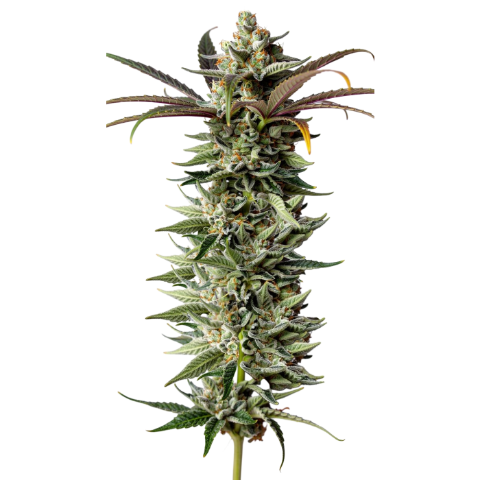 Naranja Biscotti - gefeminiseerde cannabiszaden van Growers Choice