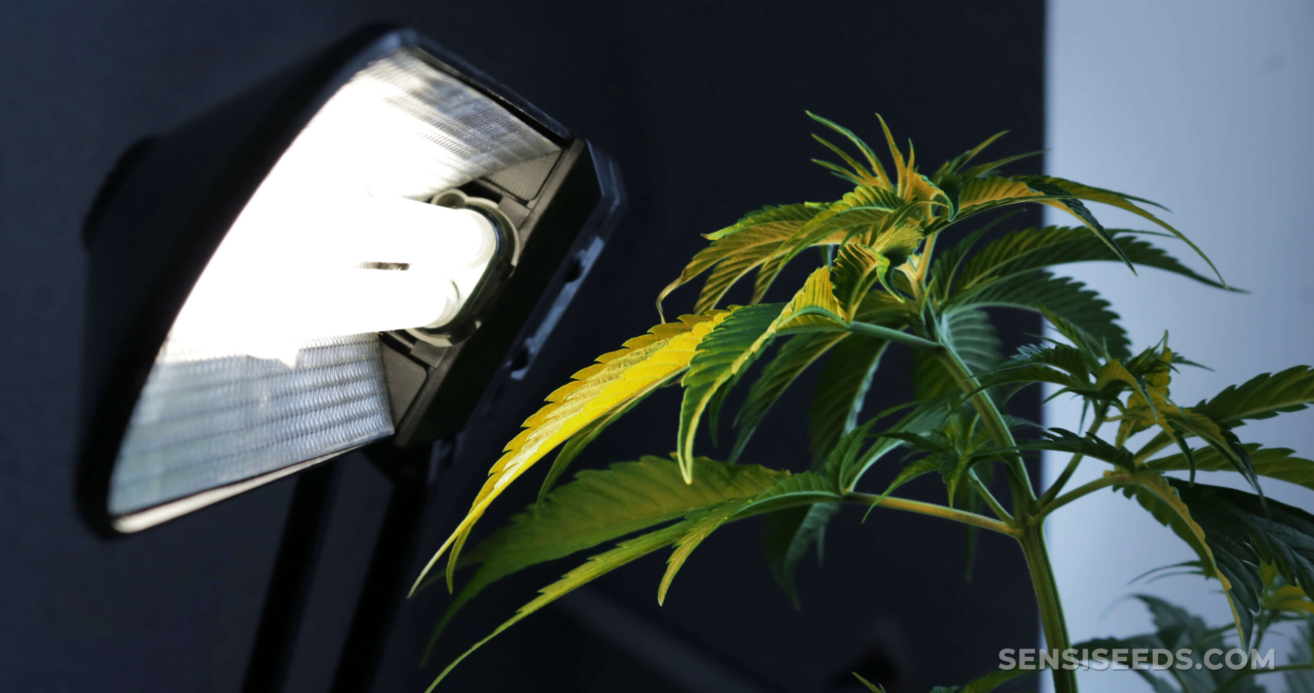 Lichtstress bei Pflanzen: Erkennung, Behandlung & Vorbeugung