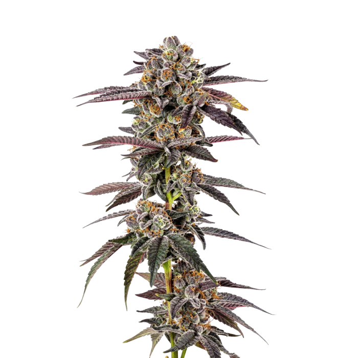 Superboof - gefeminiseerde cannabiszaden van Growers Choice