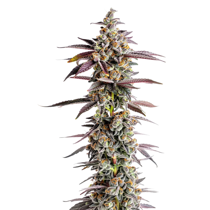 Tangerine Sherbet - gefeminiseerde cannabiszaden van Growers Choice