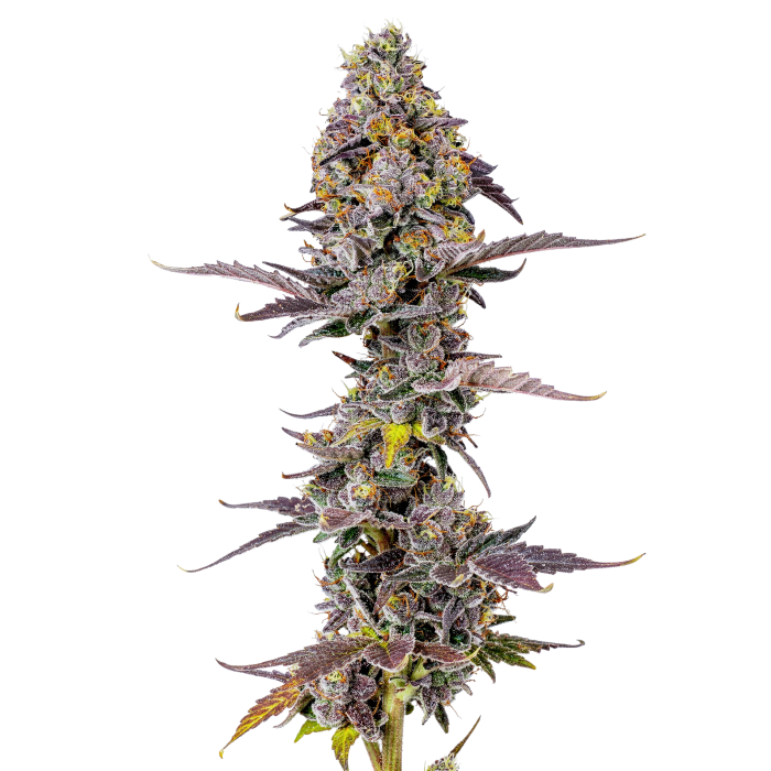 Applez & Bananaz - gefeminiseerde cannabiszaden van Growers Choice