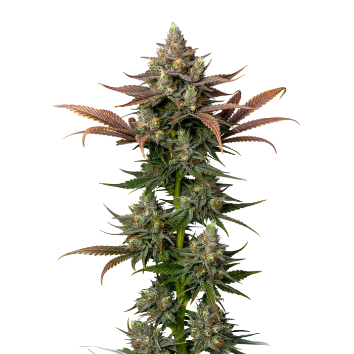 Rainbow Candy - gefeminiseerde cannabiszaden van Growers Choice