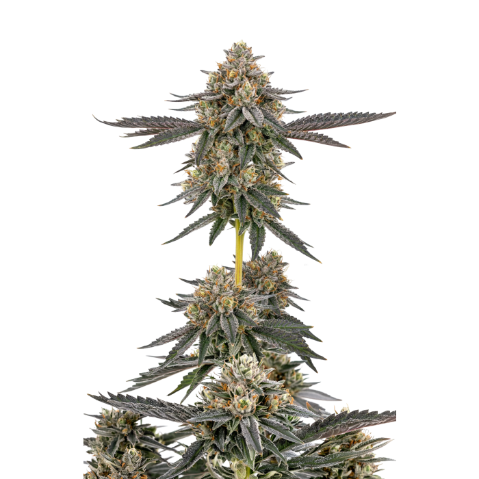 San Fernando Valley × The Purps - gefeminiseerde cannabiszaden van Growers Choice