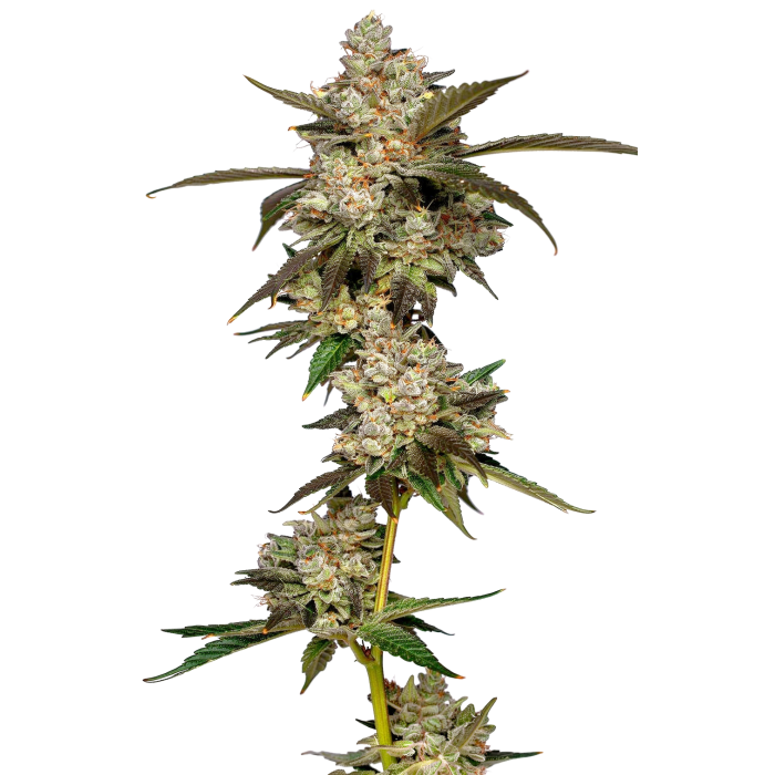 Banana Glue - gefeminiseerde cannabiszaden van Growers Choice