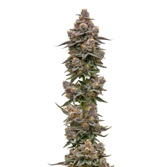 Blue Zeclair - gefeminiseerde cannabiszaden van Growers Choice