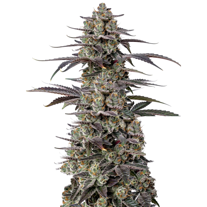 Tropicana Cherry Triploid - triploïde cannabiszaden van Growers Choice