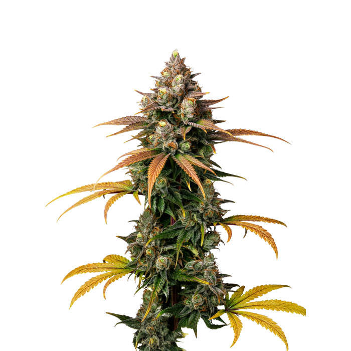 Braindamage - gefeminiseerde cannabiszaden van Growers Choice