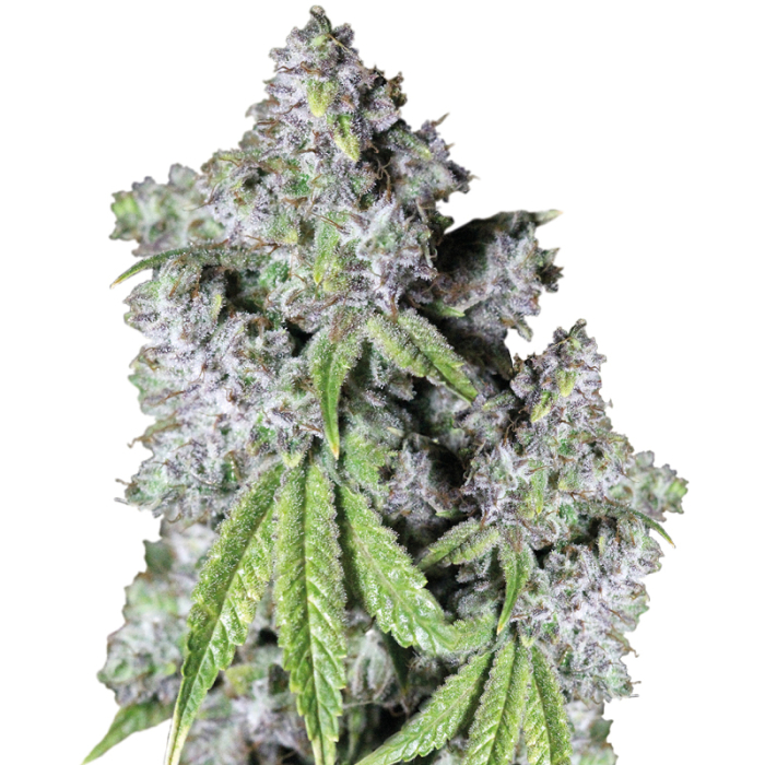 Charlotte's Dream CBD - gefeminiseerde cannabiszaden van Growers Choice