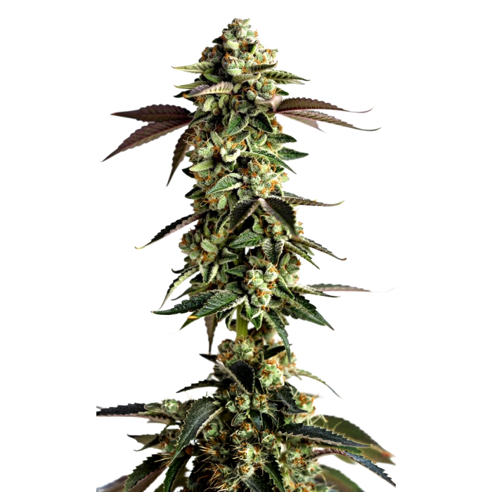 Blue Zushi - gefeminiseerde cannabiszaden van Growers Choice