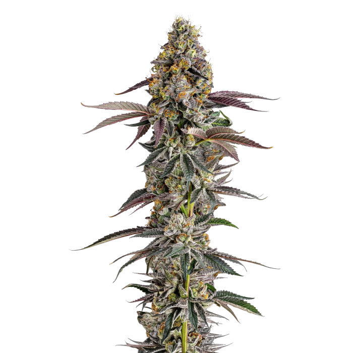 Platinum Mimosa Cookies - gefeminiseerde cannabiszaden van Growers Choice