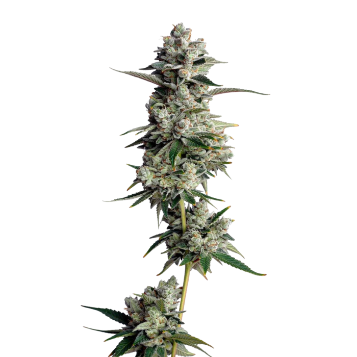 Tropical Cookies - gefeminiseerde cannabiszaden van Growers Choice