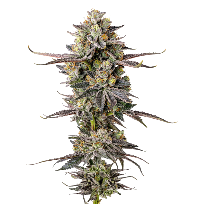 Double Donny Burger - gefeminiseerde cannabiszaden van Growers Choice