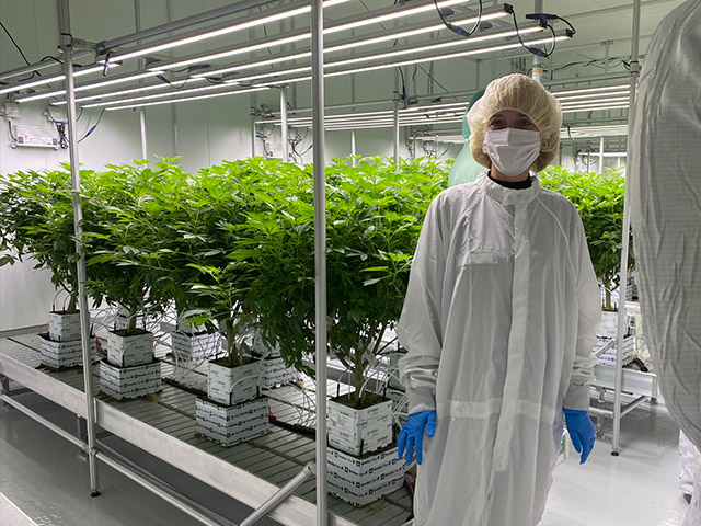 Bewässerung Cannabis: Gießschema nach Lichtzyklus & Substrat