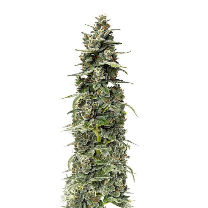 Mighty Amstel Freezeland - gefeminiseerde cannabiszaden van Growers Choice