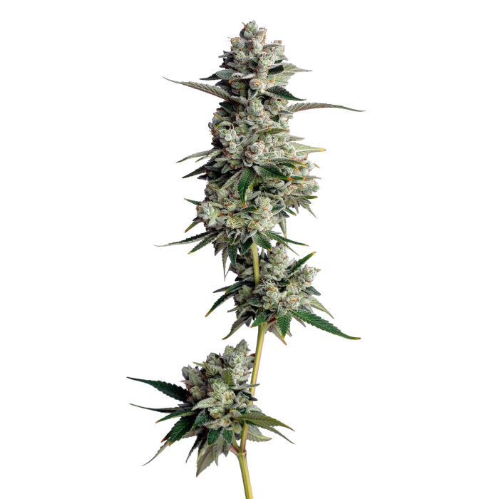Tropical Cookies Autoflower - autoflower cannabiszaden van Growers Choice