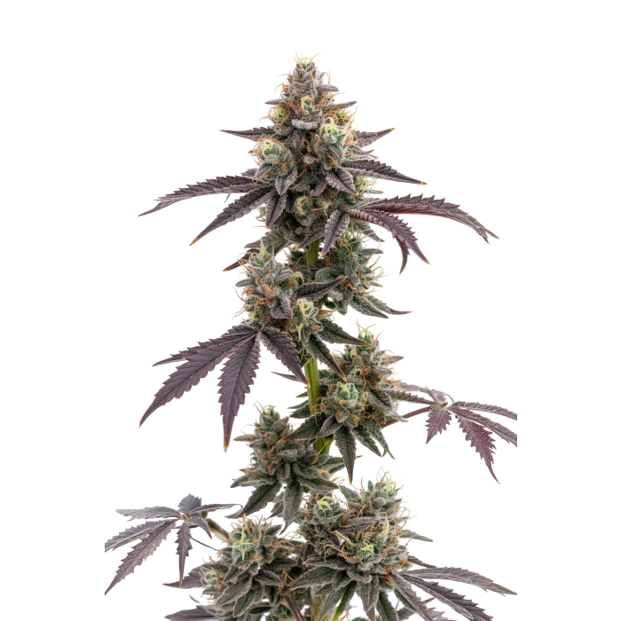 Blue Forest Berry - gefeminiseerde cannabiszaden van Growers Choice