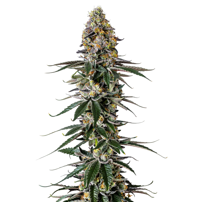 Milkshake Nerdz - gefeminiseerde cannabiszaden van Growers Choice