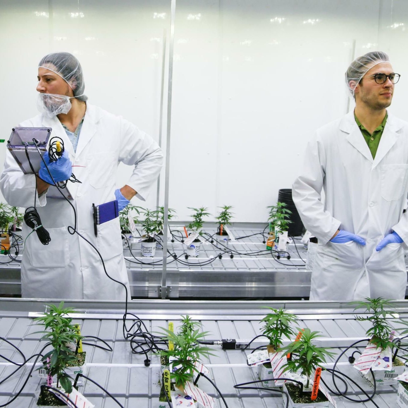 Die perfekte Nährlösung: Warum die richtige Mischreihenfolge über deinen Grow entscheidet