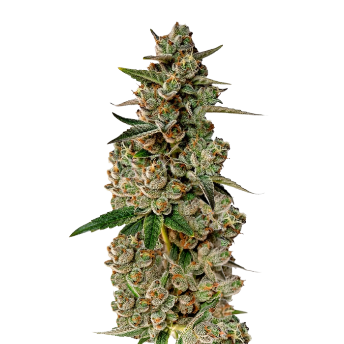 Monkey Glue Autoflower - autoflower cannabiszaden van Growers Choice