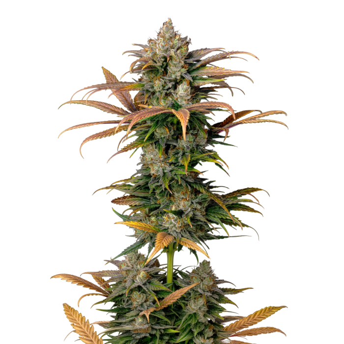 Frosty Gelato - gefeminiseerde cannabiszaden van Growers Choice