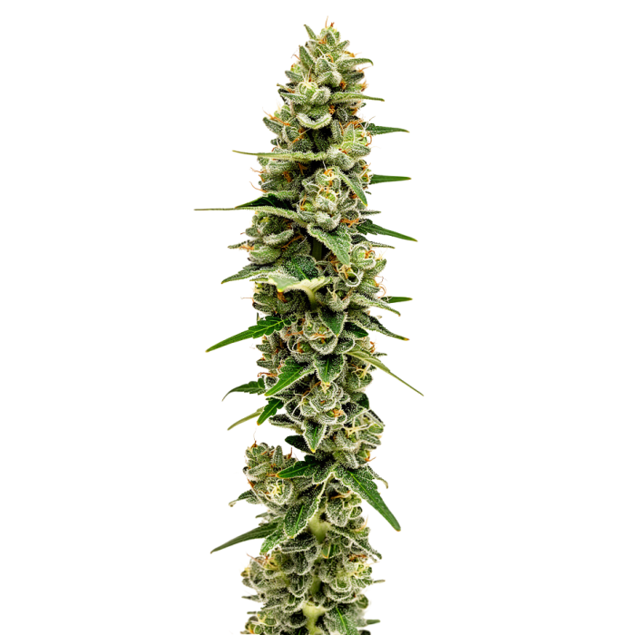 MAC n Cheese - gefeminiseerde cannabiszaden van Growers Choice