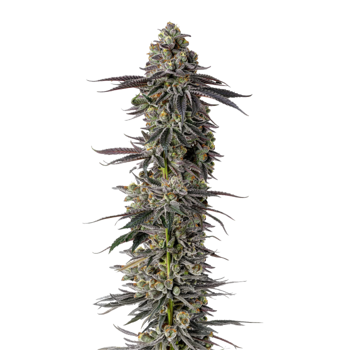 Mimosa Gushers - gefeminiseerde cannabiszaden van Growers Choice