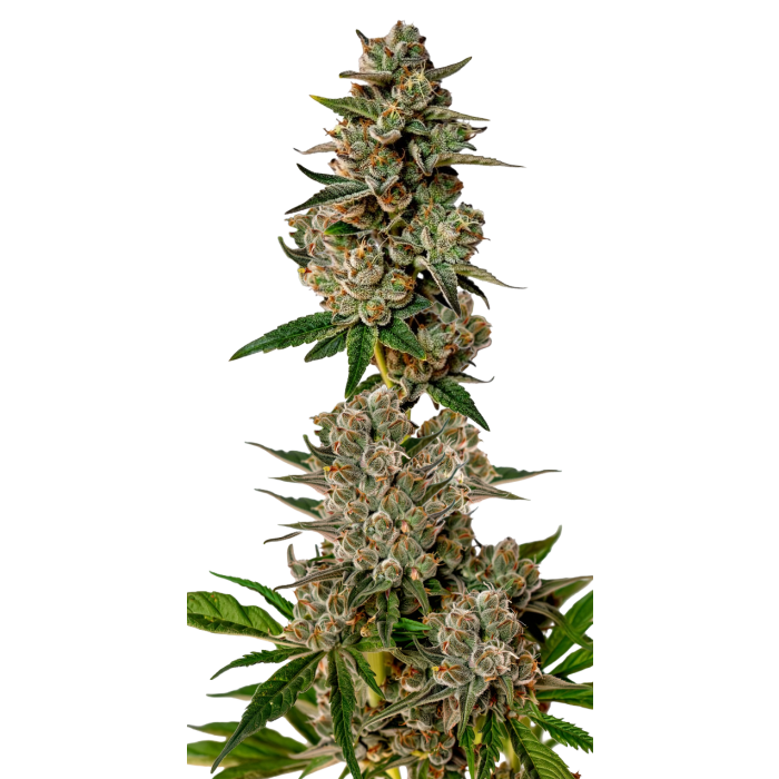 Gorilla Cookies Autoflower - autoflower cannabiszaden van Growers Choice