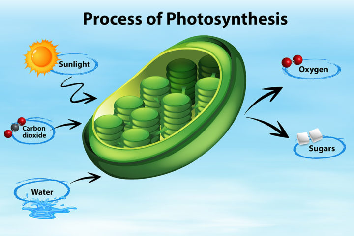 Optimierung der Photosynthese auf Blattebene: von der Lichtabsorption bis zur CO₂-Fixierung
