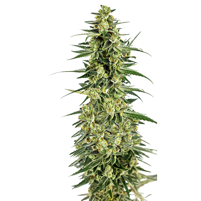 Permanent Whitemarker - gefeminiseerde cannabiszaden van Growers Choice