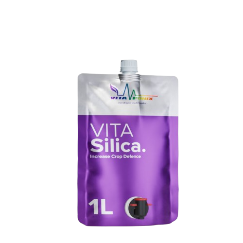 Vita Silica