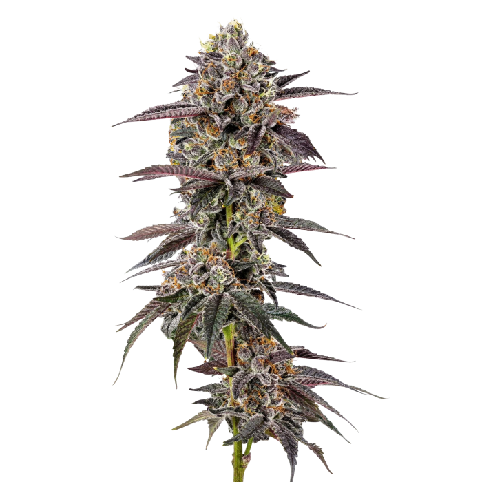 Lemon Cherry Mochi - gefeminiseerde cannabiszaden van Growers Choice