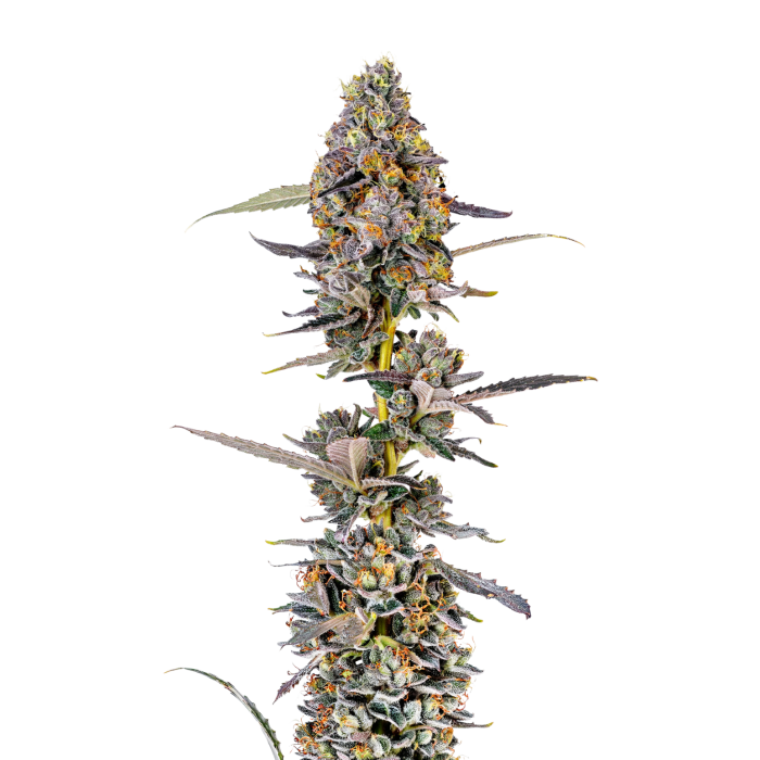 Cherry Mac Muffin - gefeminiseerde cannabiszaden van Growers Choice