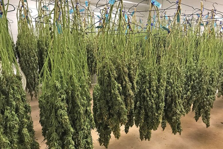 Cannabis ernten Blütenhaare