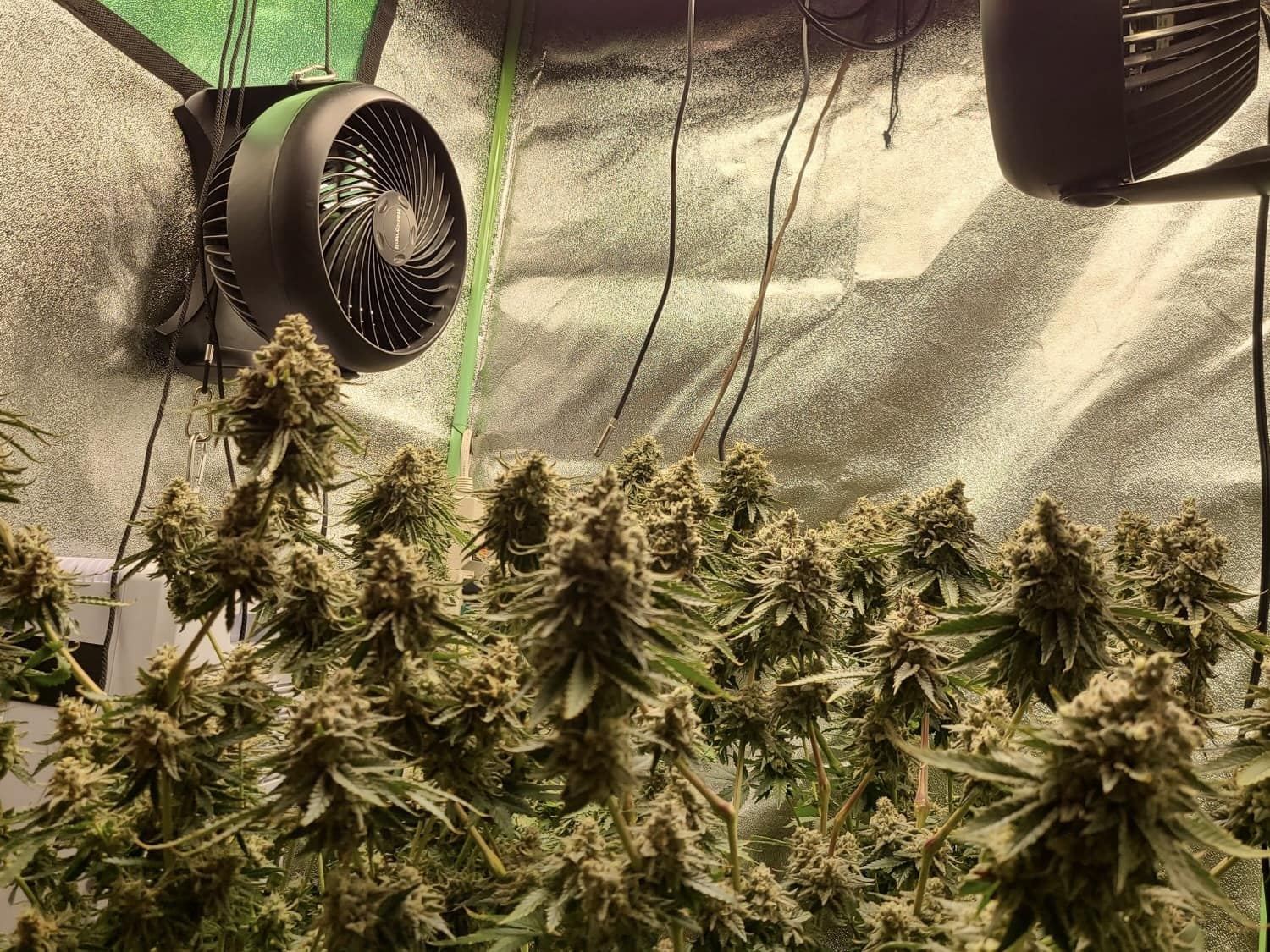VPD (Dampfdruckdefizit) im Growroom verstehen