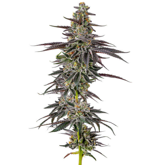 Frozen Cherry Runtz - gefeminiseerde cannabiszaden van Growers Choice