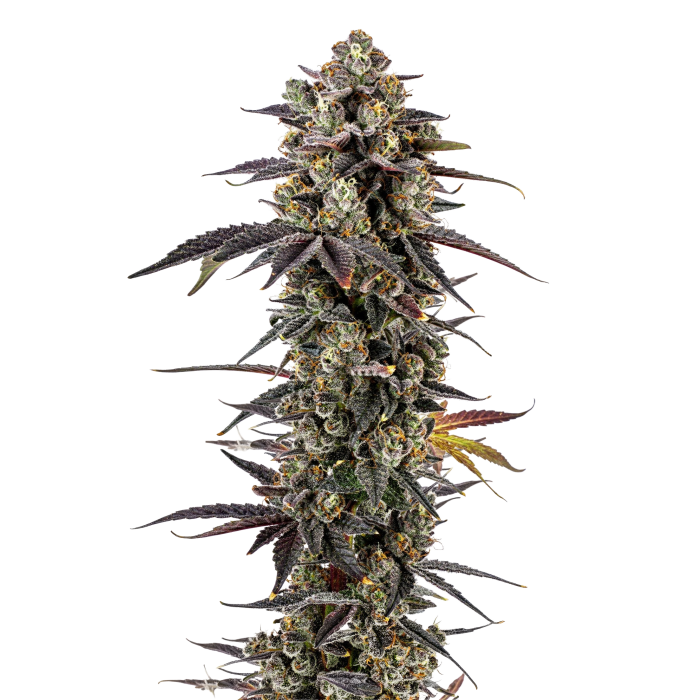 Pink Glitterbomb - gefeminiseerde cannabiszaden van Growers Choice
