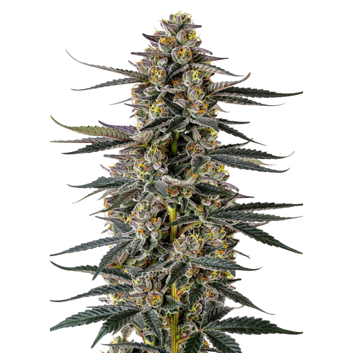 Iced Sangria Triploid - triploïde cannabiszaden van Growers Choice