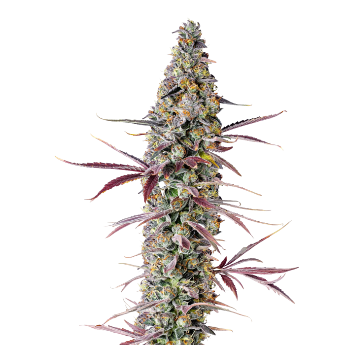 Red Banana Berry - gefeminiseerde cannabiszaden van Growers Choice