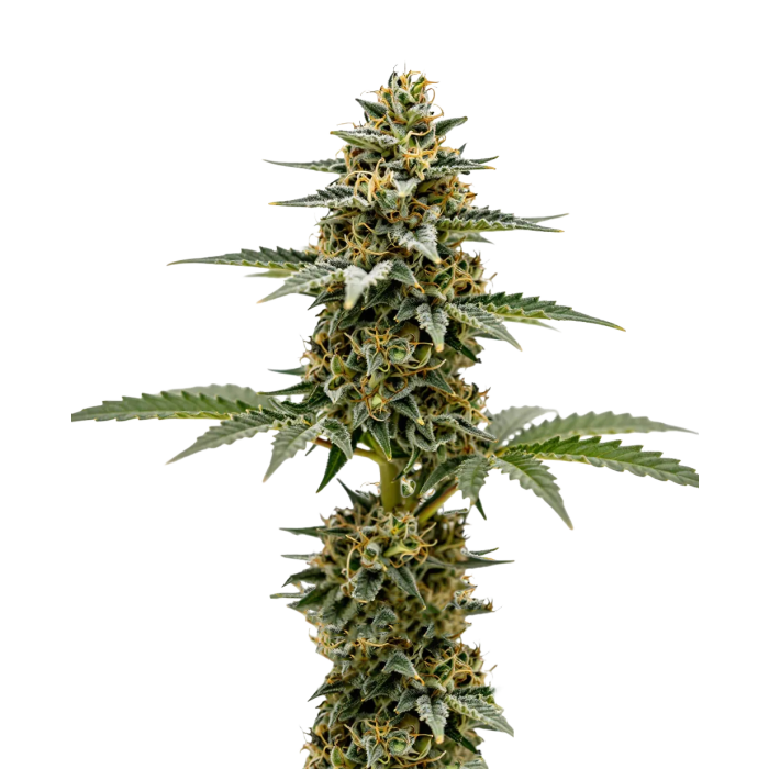 Lemon Zkittlez Autoflower - autoflower cannabiszaden van Growers Choice