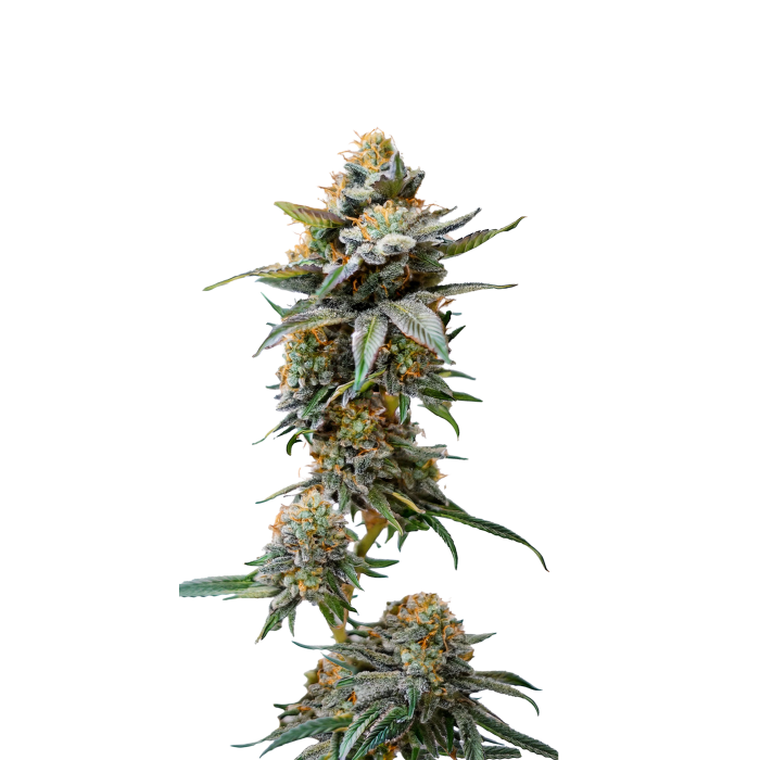 Watermelon Weddingcake - gefeminiseerde cannabiszaden van Growers Choice