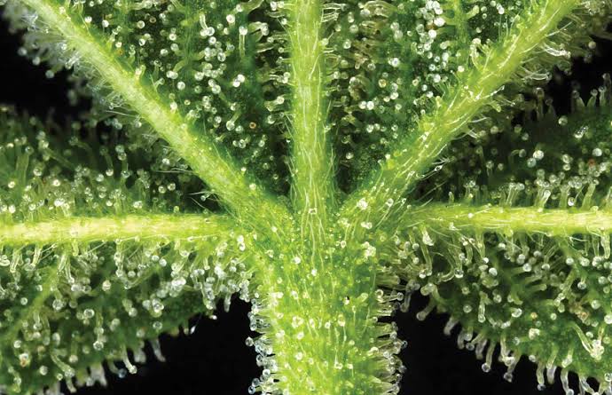Cannabis ernten Blütenhaare