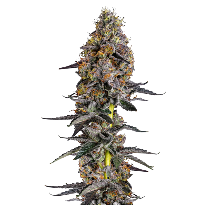 Cherry Zoap Autoflower - autoflower cannabiszaden van Growers Choice