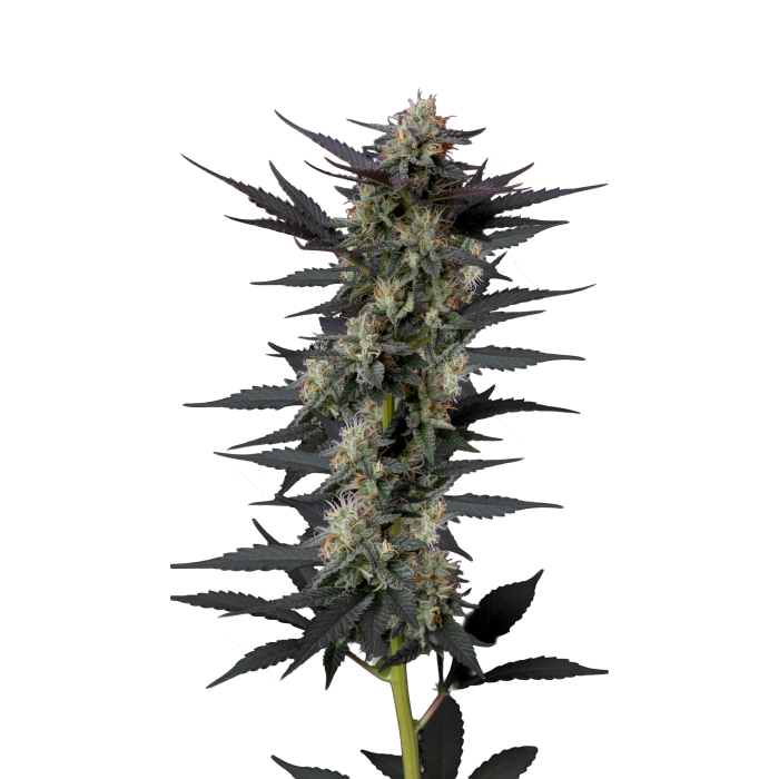 Gello Z - gefeminiseerde cannabiszaden van Growers Choice